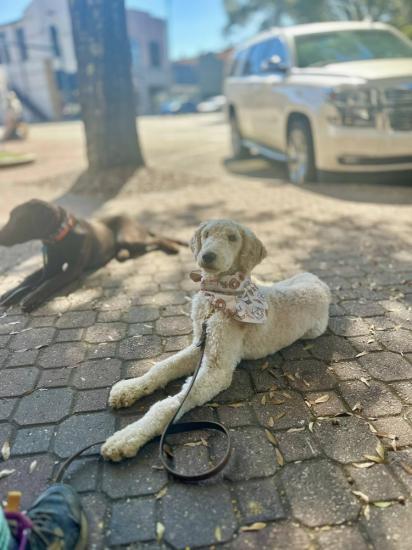 Enlarge Veda, a Adopted Poodle in Atlanta, GA image 3/4
