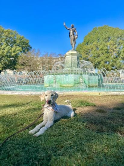 Enlarge Veda, a Adopted Poodle in Atlanta, GA image 4/4