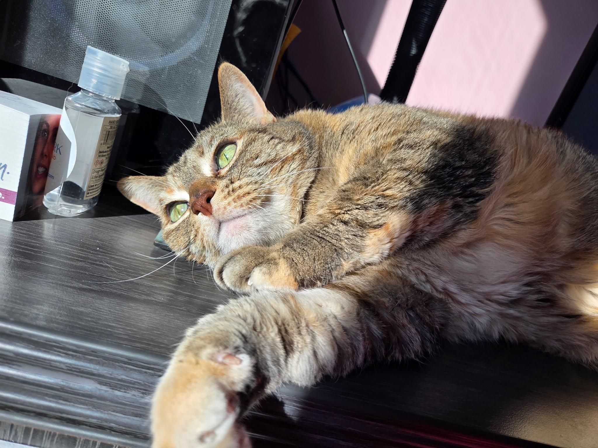 Cairo, Adoptable, Senior Female Torbie.