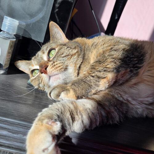 Enlarge Cairo, a Adoptable Torbie in Kenosha, WI image 1/4