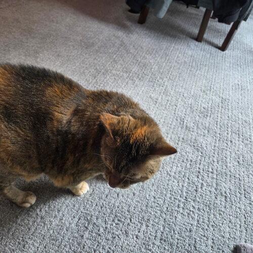 Enlarge Cairo, a Adoptable Torbie in Kenosha, WI image 3/4