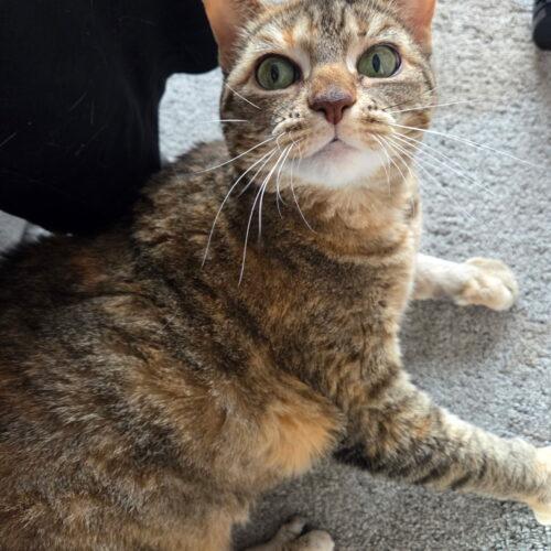 Enlarge Cairo, a Adoptable Torbie in Kenosha, WI image 4/4