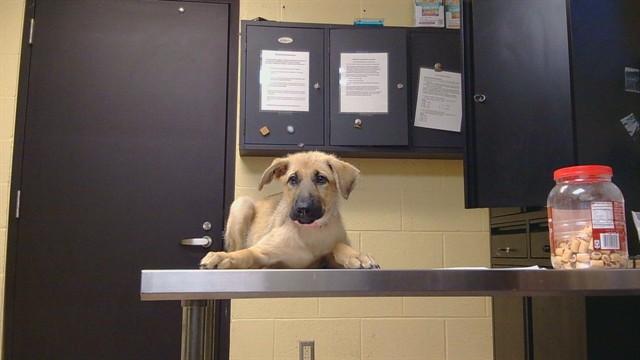 SOPHIA, Adoptable, Puppy Female German Shepherd Dog & Black Mouth Cur.