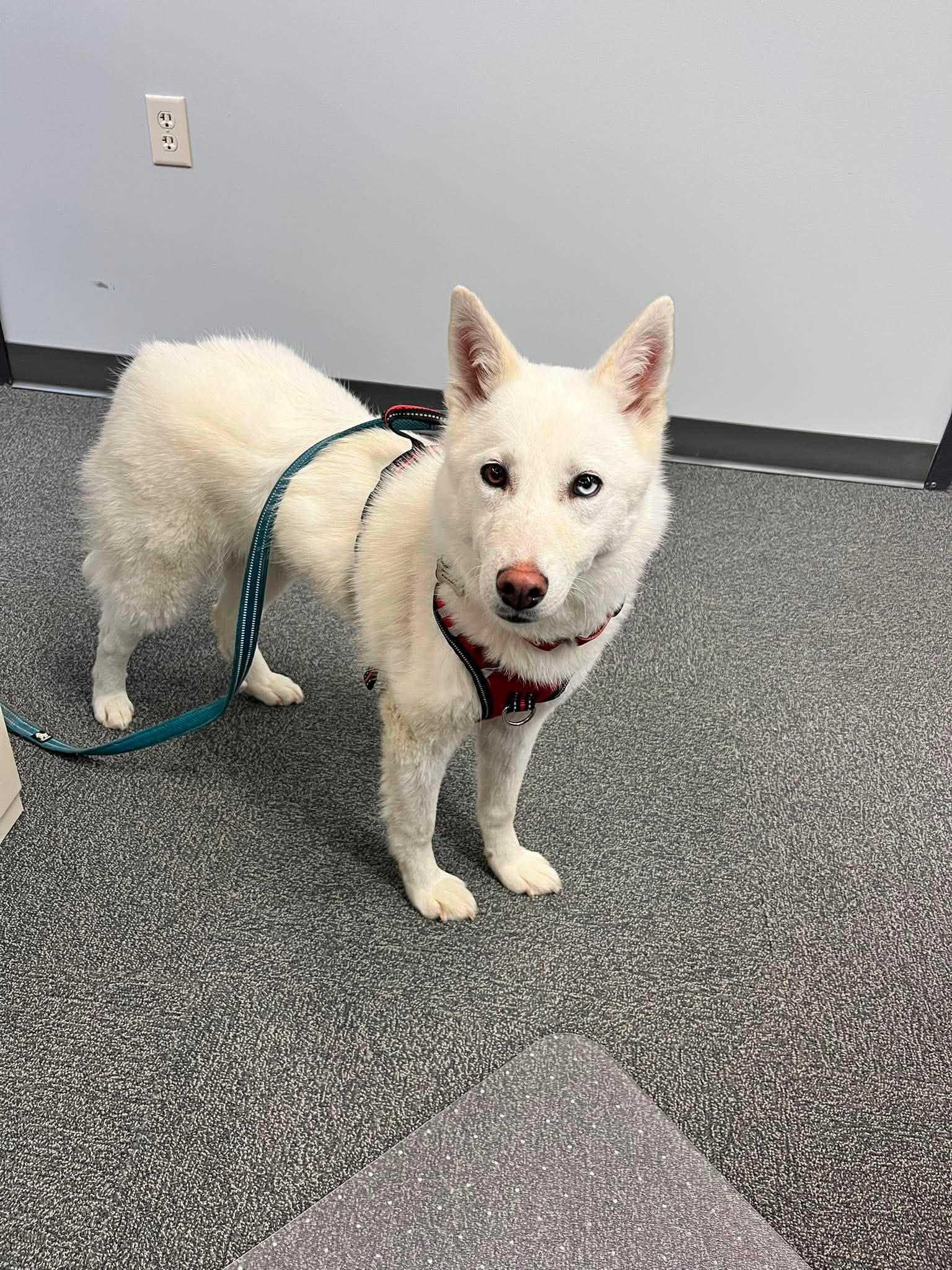 Enlarge Luminara, a Adopted mixed breed in Grand Forks, ND image 2/3