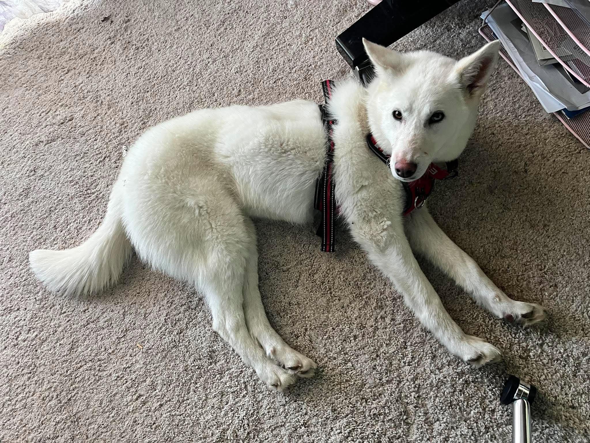 Luminara, ADOPTABLE, Adult Female Husky.