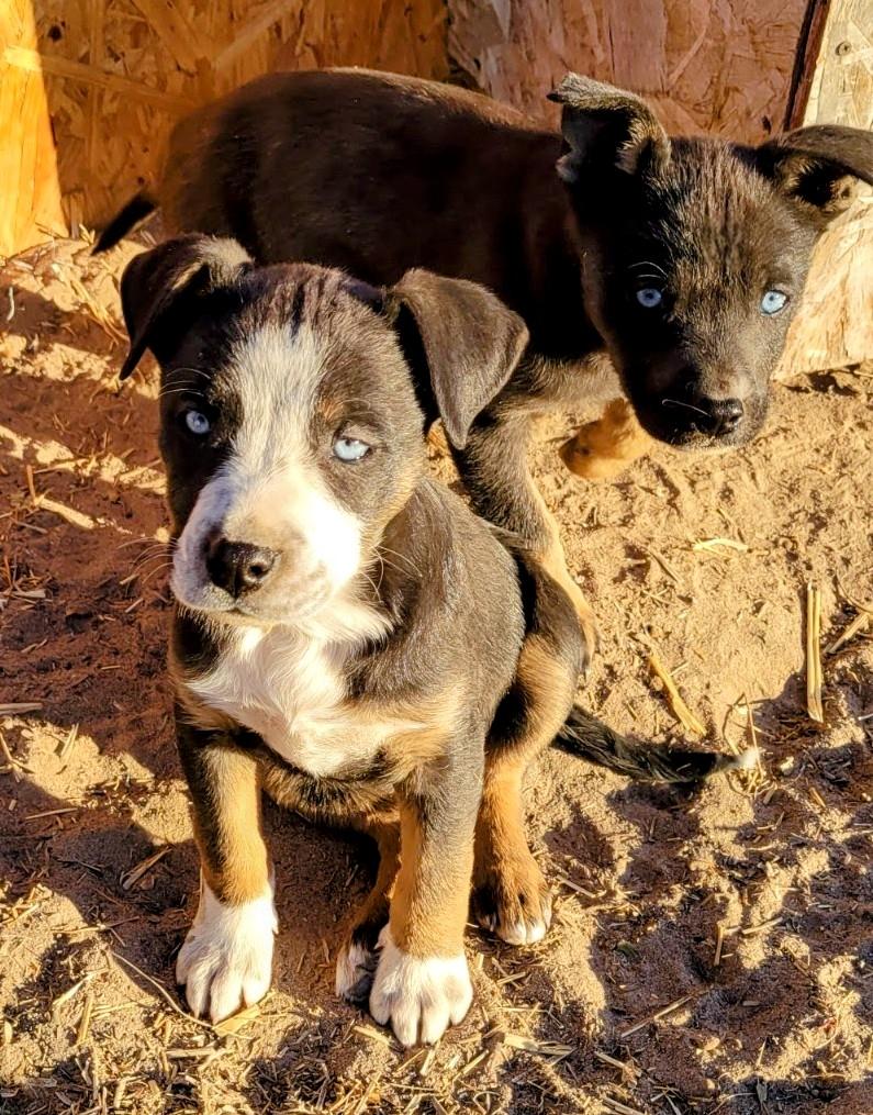 KIP and LOLLY, Adopted, Puppy Female Cattle Dog.