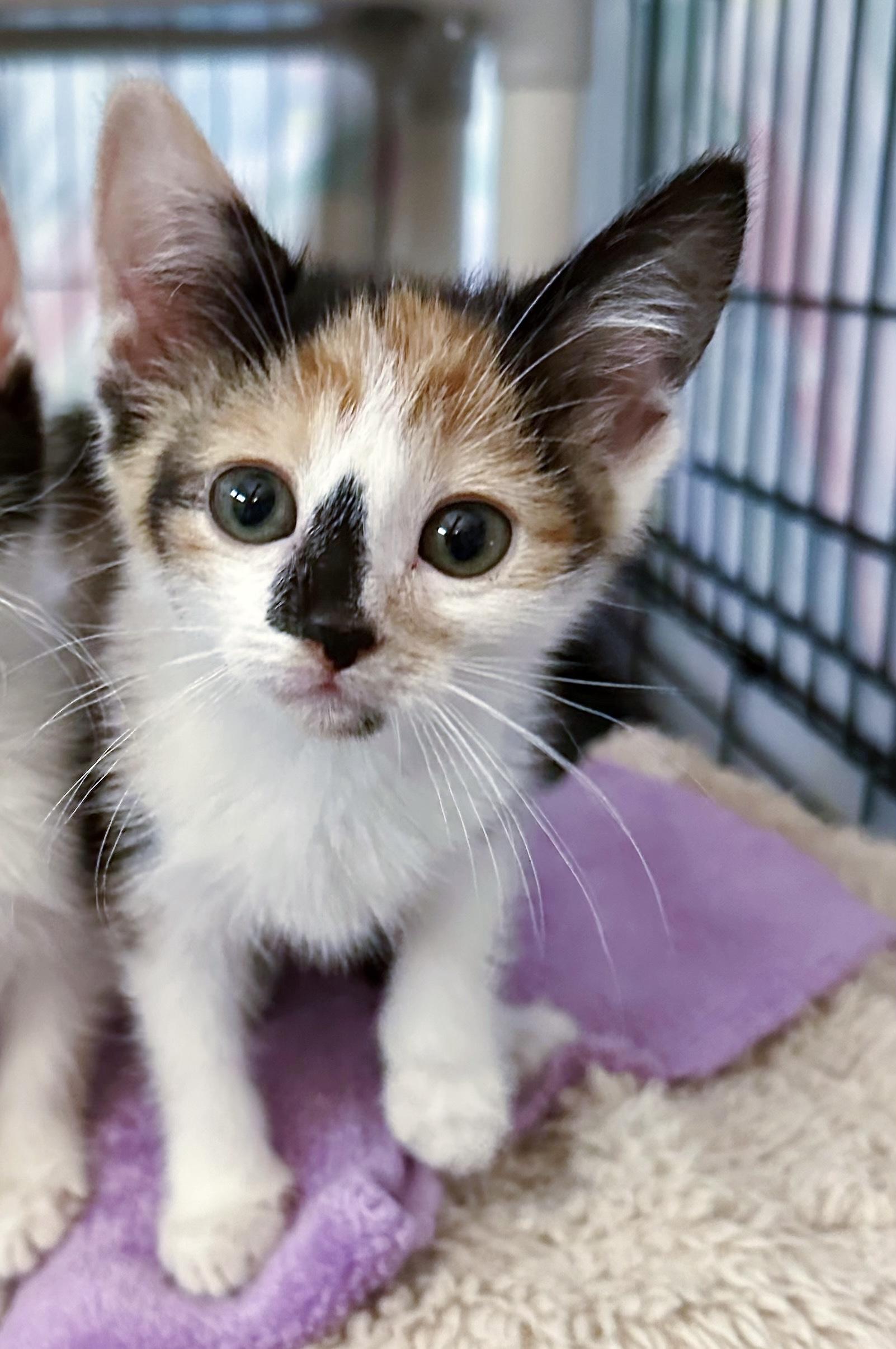 Calliope, adopted, Kitten Female Domestic Short Hair.