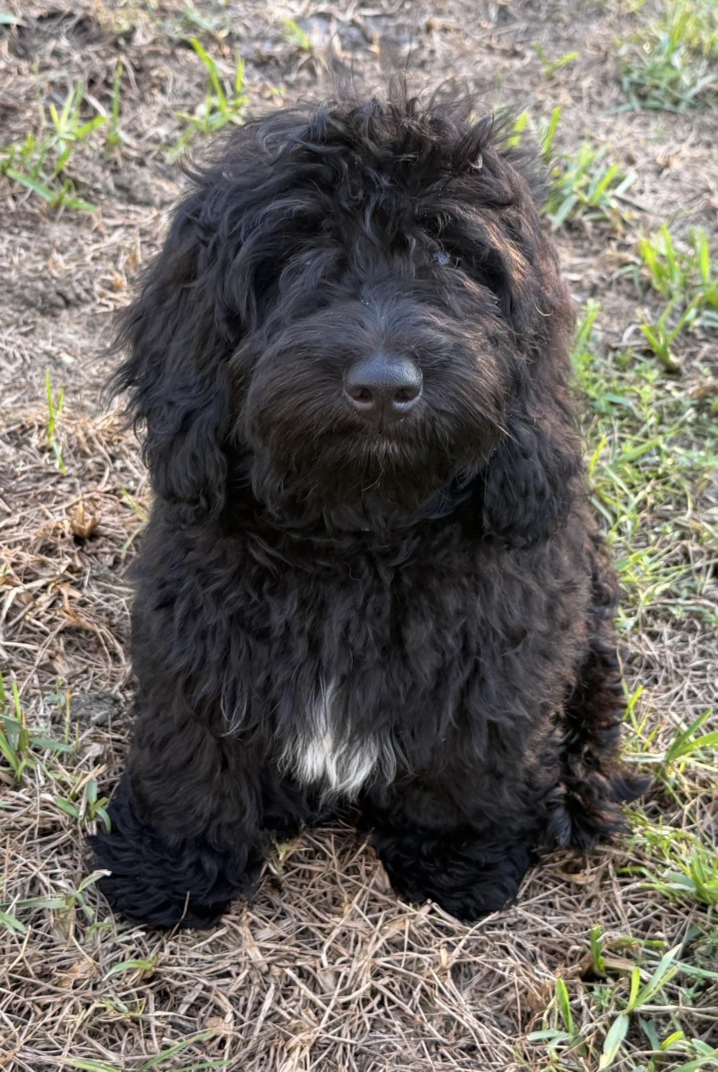 Enlarge Grover, a Adoptable Aussiedoodle in Orlando, FL image 4/4