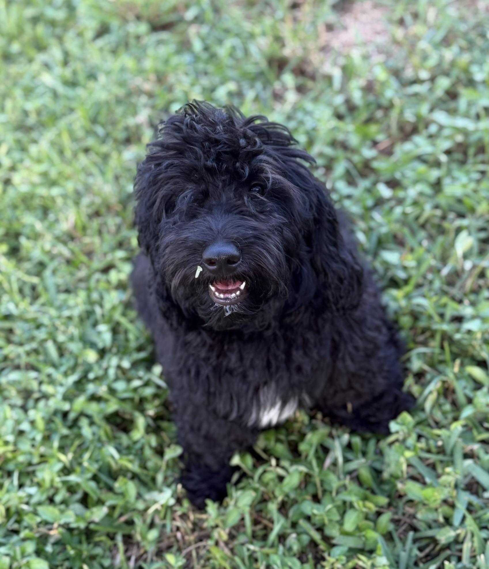 Enlarge Grover, a Adoptable Aussiedoodle in Orlando, FL image 2/4