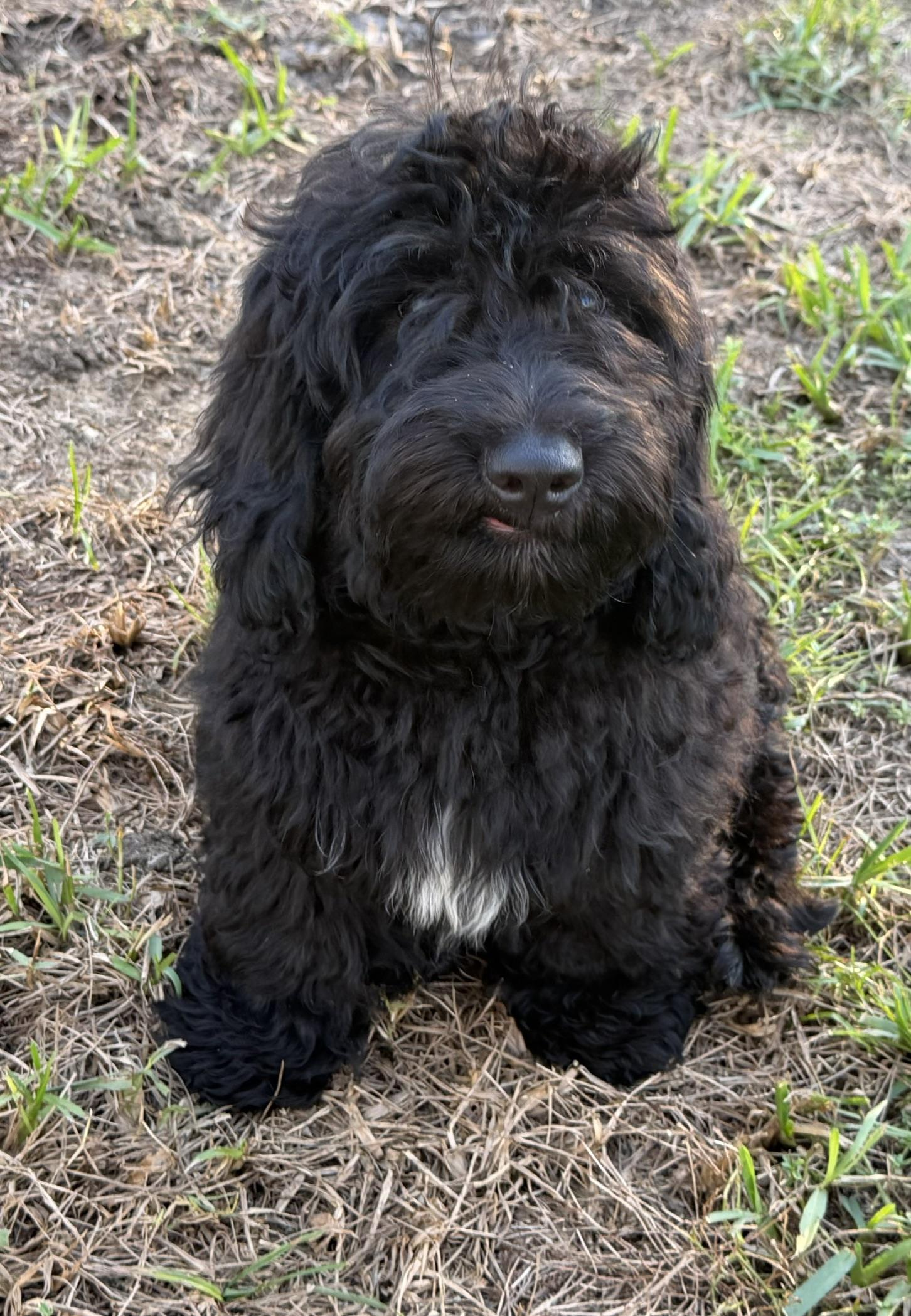 Enlarge Grover, a Adoptable Aussiedoodle in Orlando, FL image 3/4