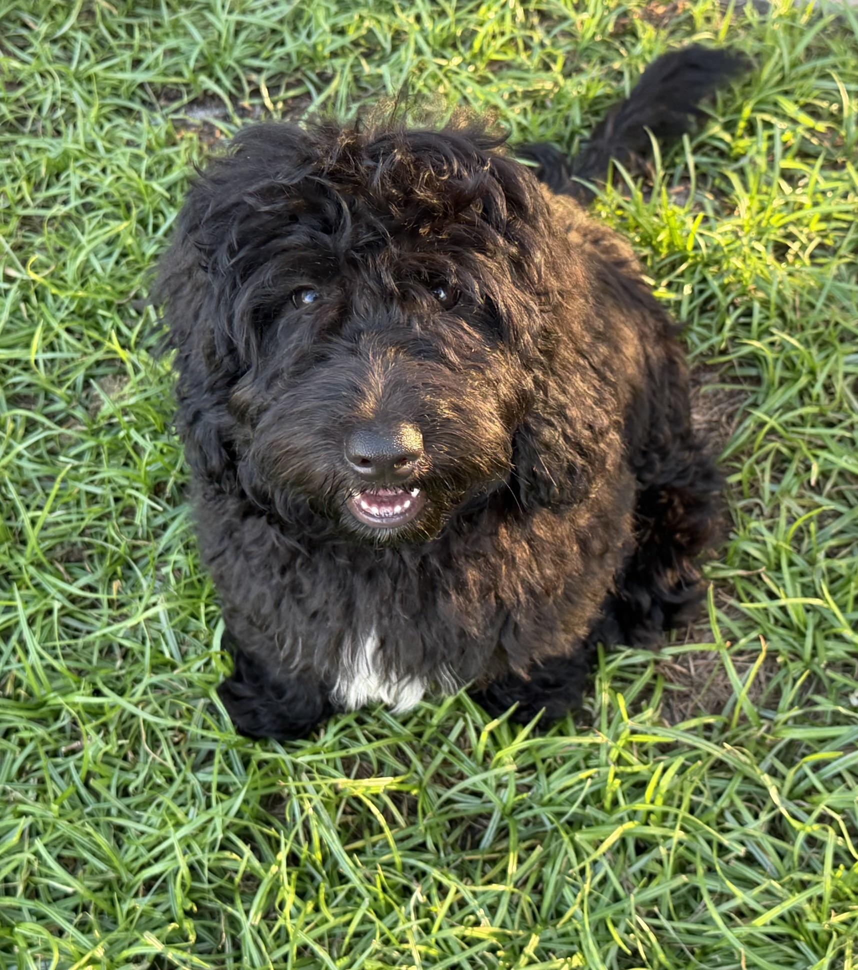Grover, Adoptable, Young Male Aussiedoodle.