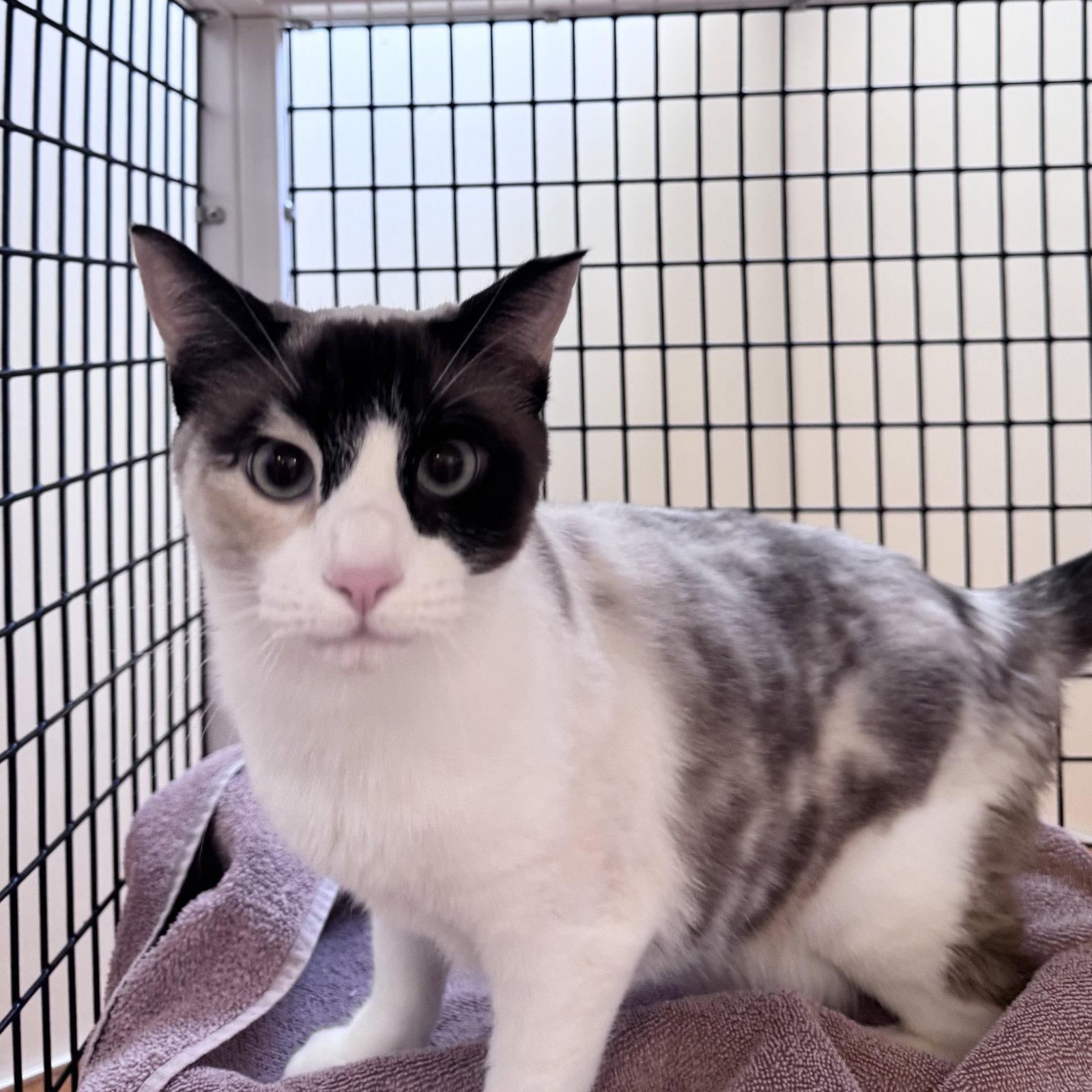 Enlarge Marshmallow, a Adopted mixed breed in Burlingame, CA image 1/2