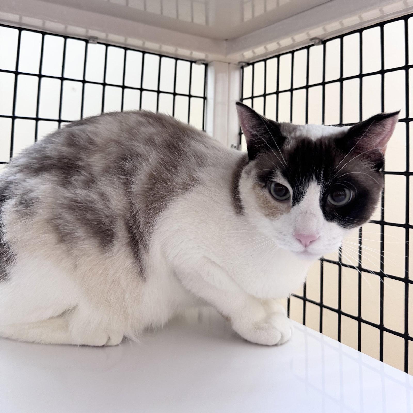 Enlarge Marshmallow, a Adopted mixed breed in Burlingame, CA image 2/2