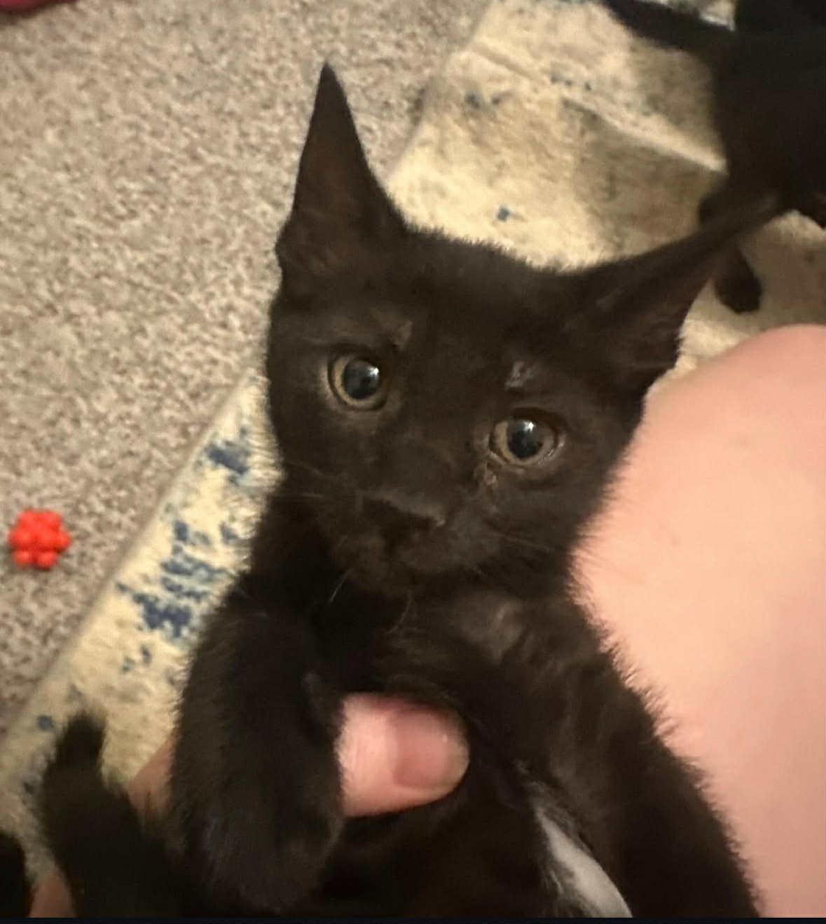 Benedict =^.^=