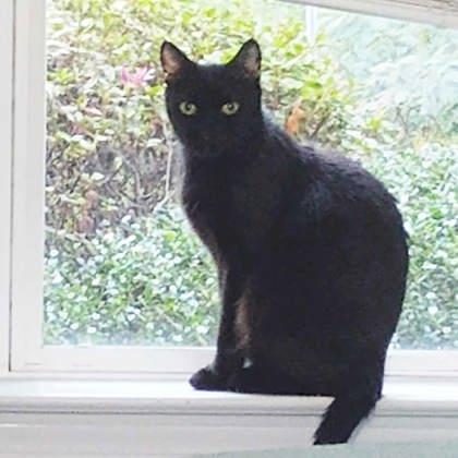 Jazzy, Adoptable, Adult Female Domestic Short Hair.