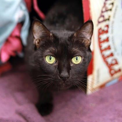 Jazzy, Adoptable, Adult Female Domestic Short Hair.