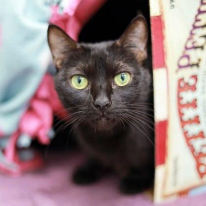 Enlarge Jazzy, a Adoptable mixed breed in Atlanta, GA image 3/3