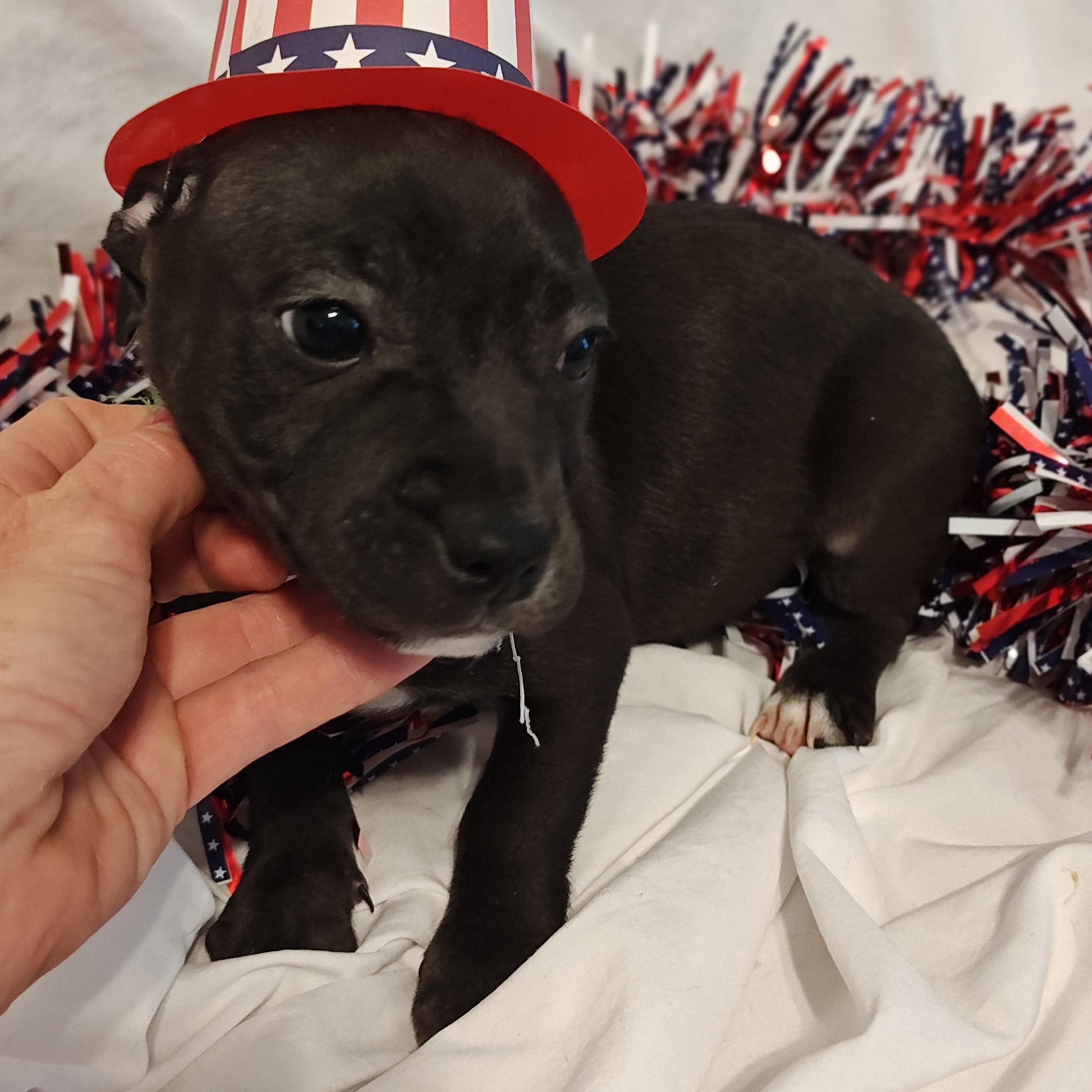 Olivia, an adoptable Terrier Mix in Salisbury, MD_image-1