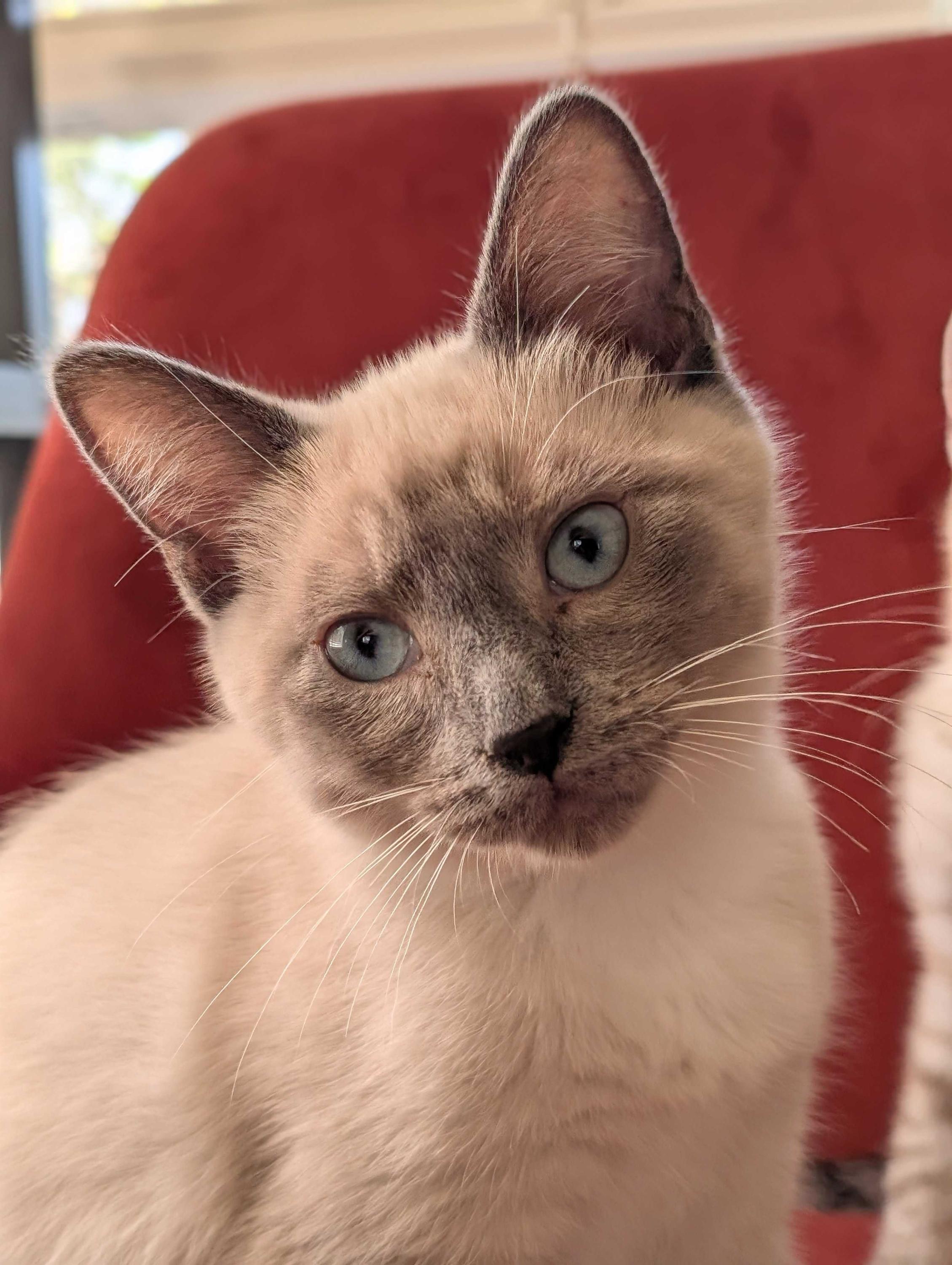 Enlarge Liam and Oisin, a Adopted Domestic Short Hair in Seattle, WA image 3/5