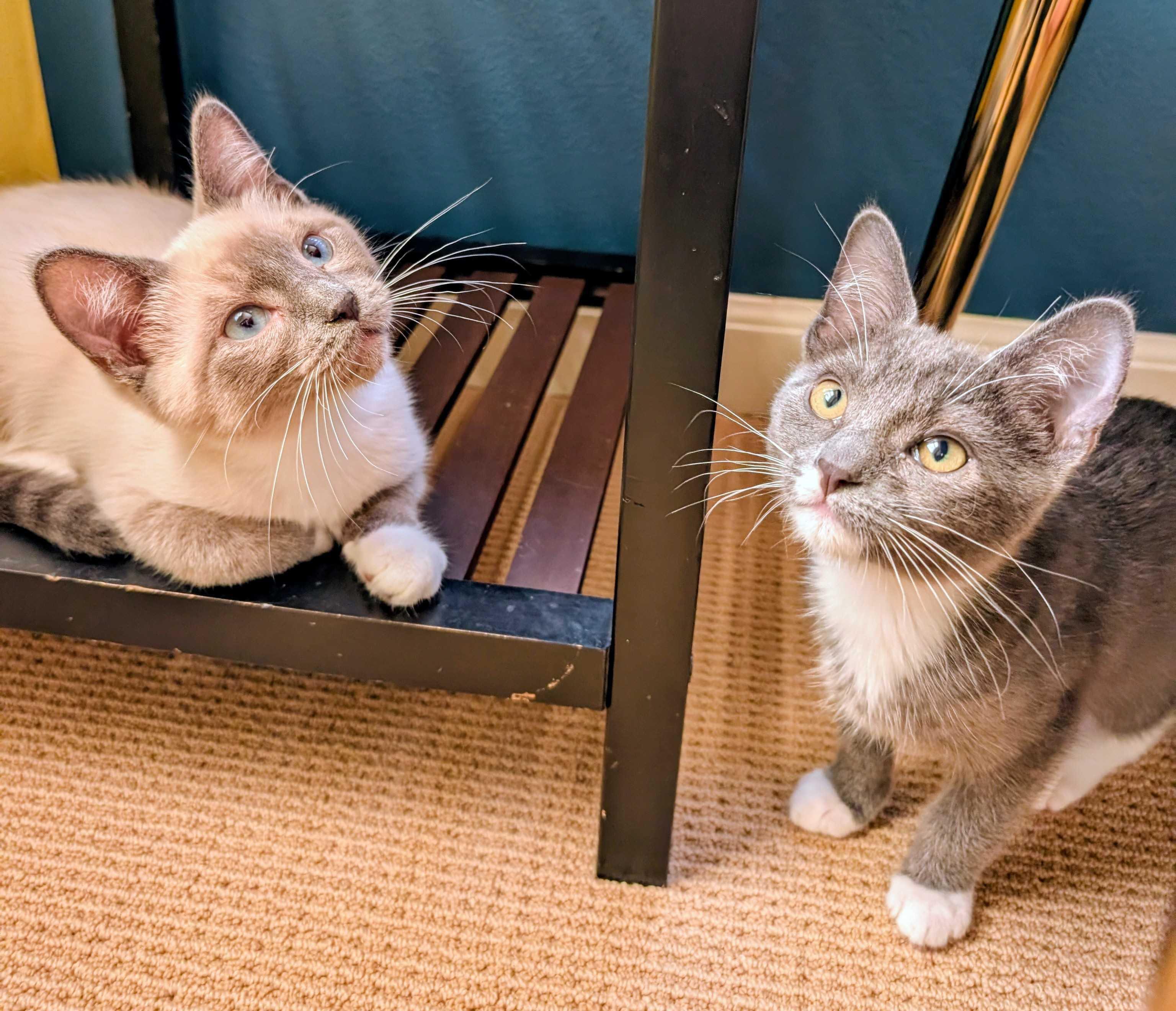 Enlarge Liam and Oisin, a Adopted Domestic Short Hair in Seattle, WA image 5/5
