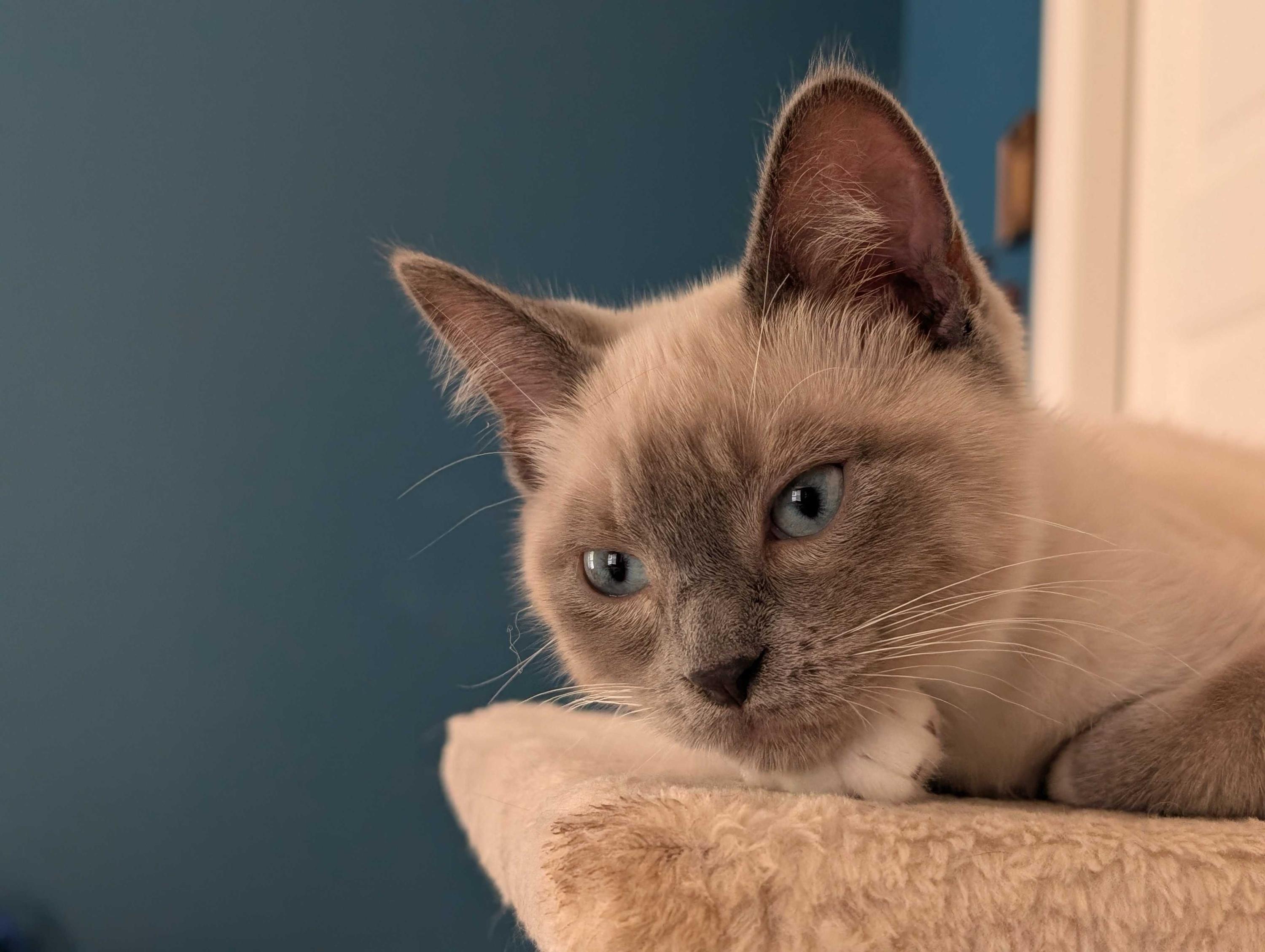 Enlarge Liam and Oisin, a Adopted Domestic Short Hair in Seattle, WA image 2/5