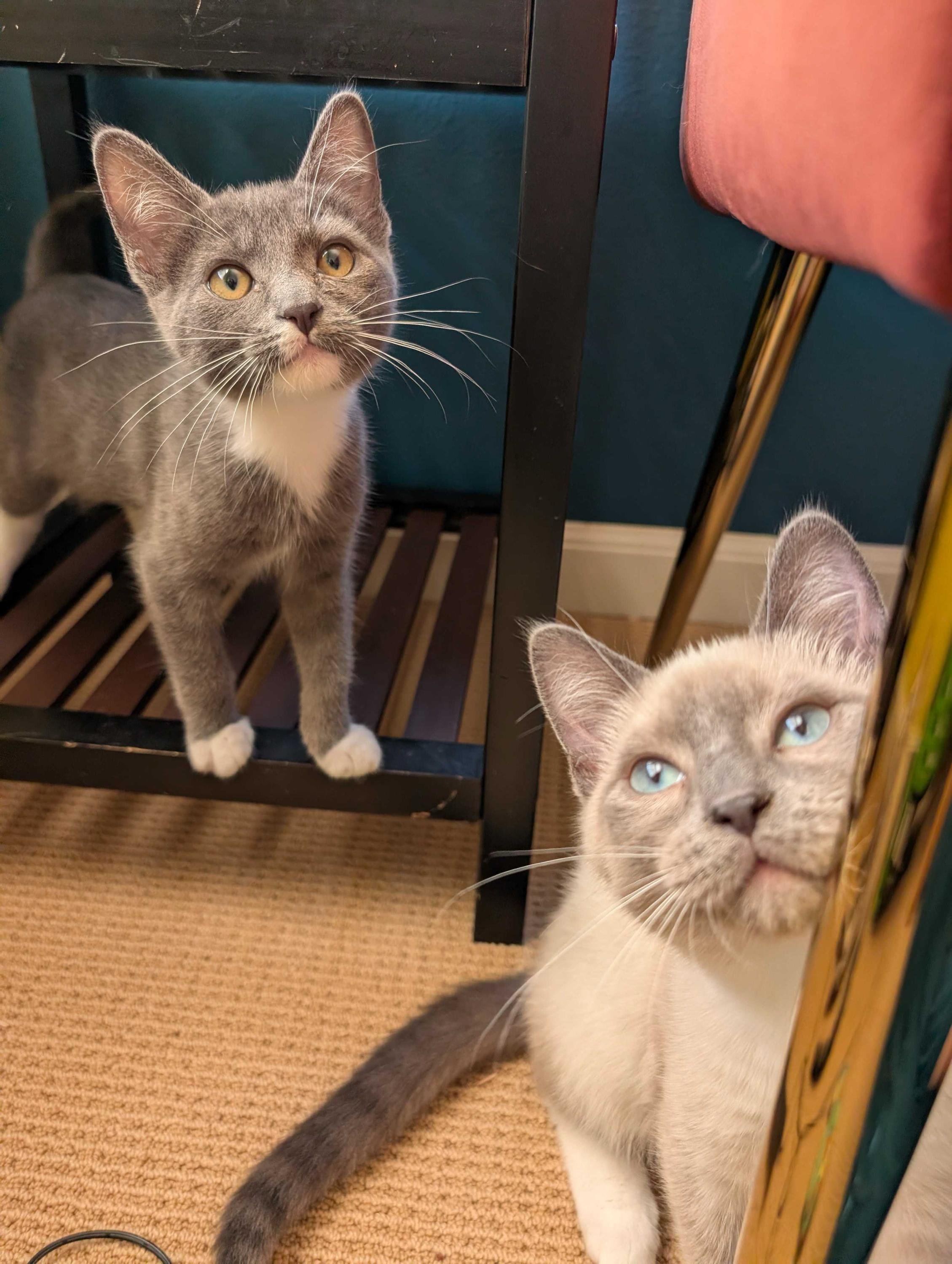 Enlarge Liam and Oisin, a Adopted Domestic Short Hair in Seattle, WA image 1/5