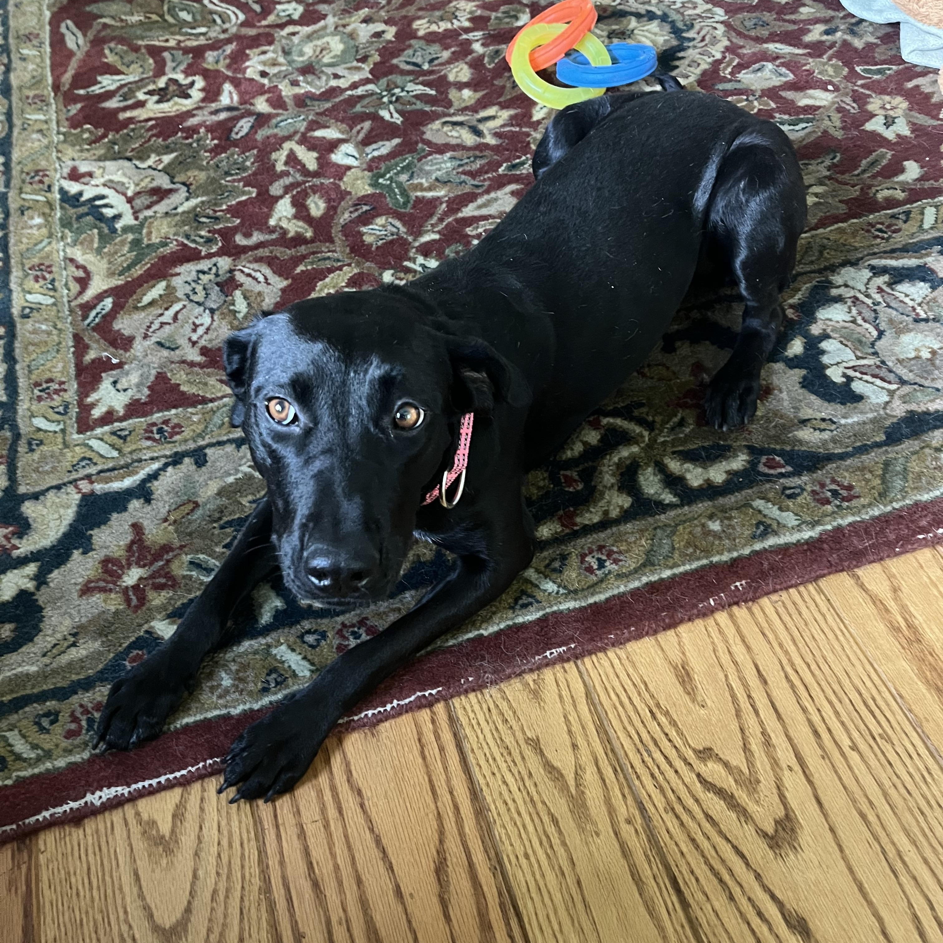 Enlarge Maisie, an adopted mixed breed in San Francisco, CA image 3/3