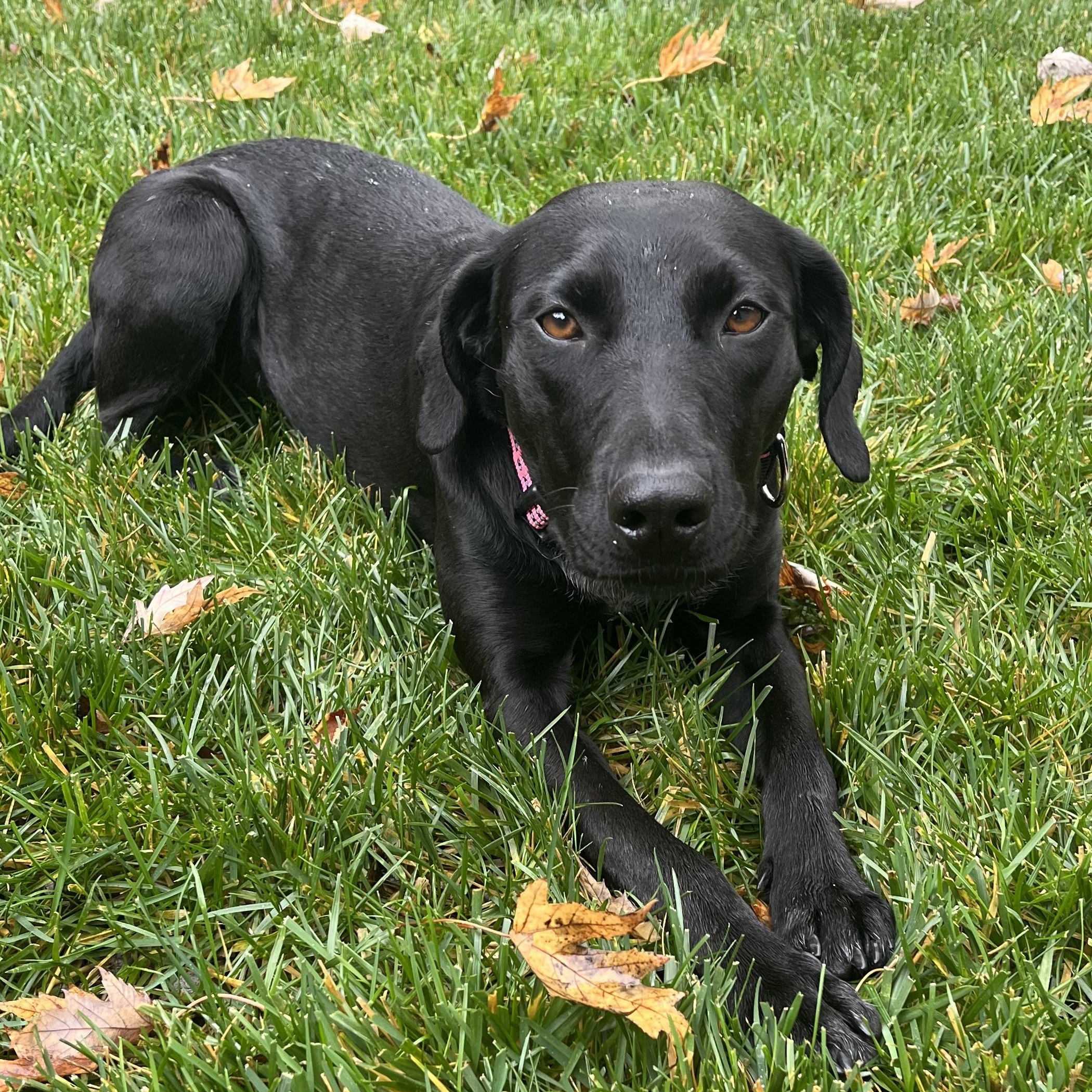 Maisie, adopted, Young Female Labrador Retriever.