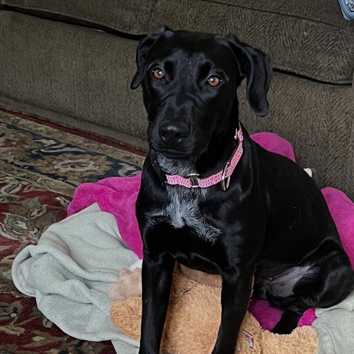 Enlarge Maisie, an adopted mixed breed in San Francisco, CA image 2/3