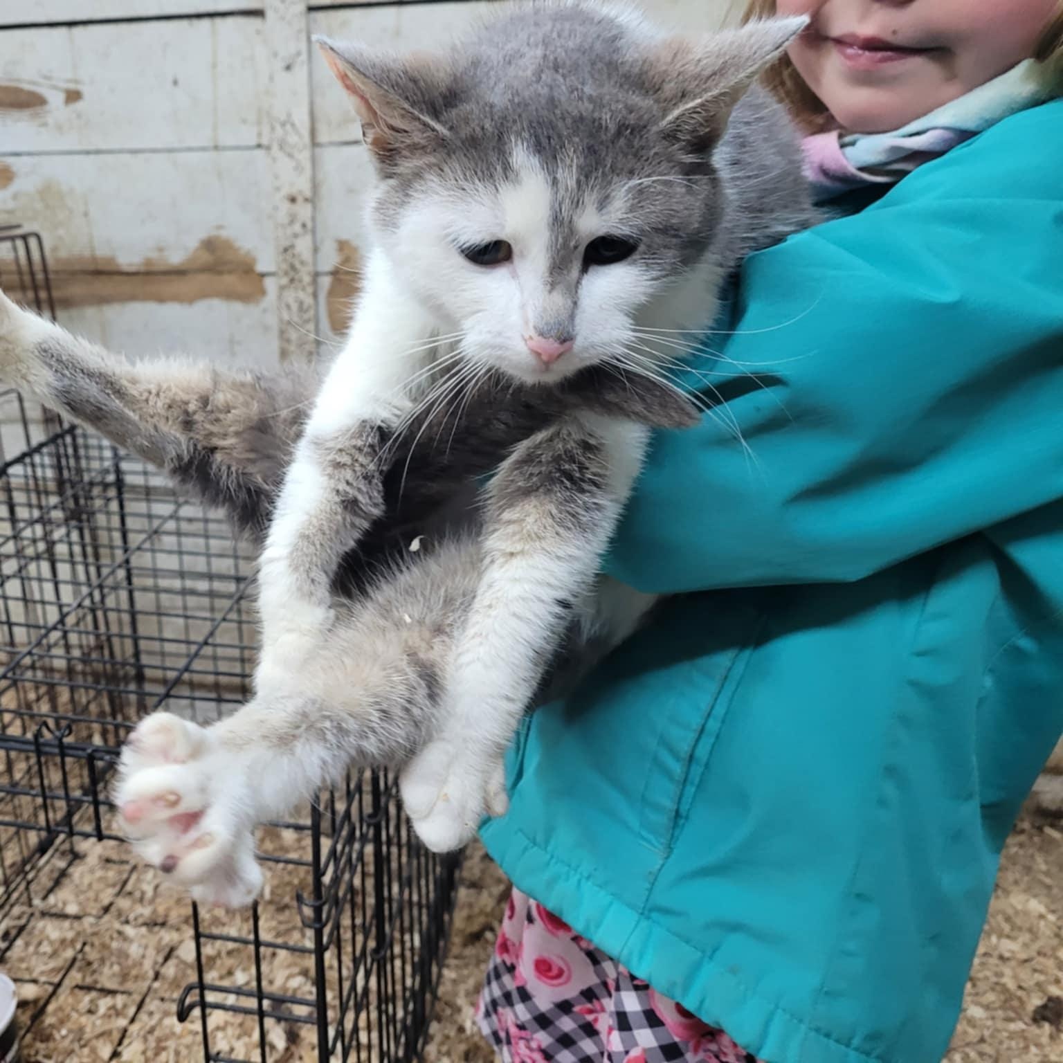 Courtes pattes, Adoptable, Adult Female Domestic Short Hair.