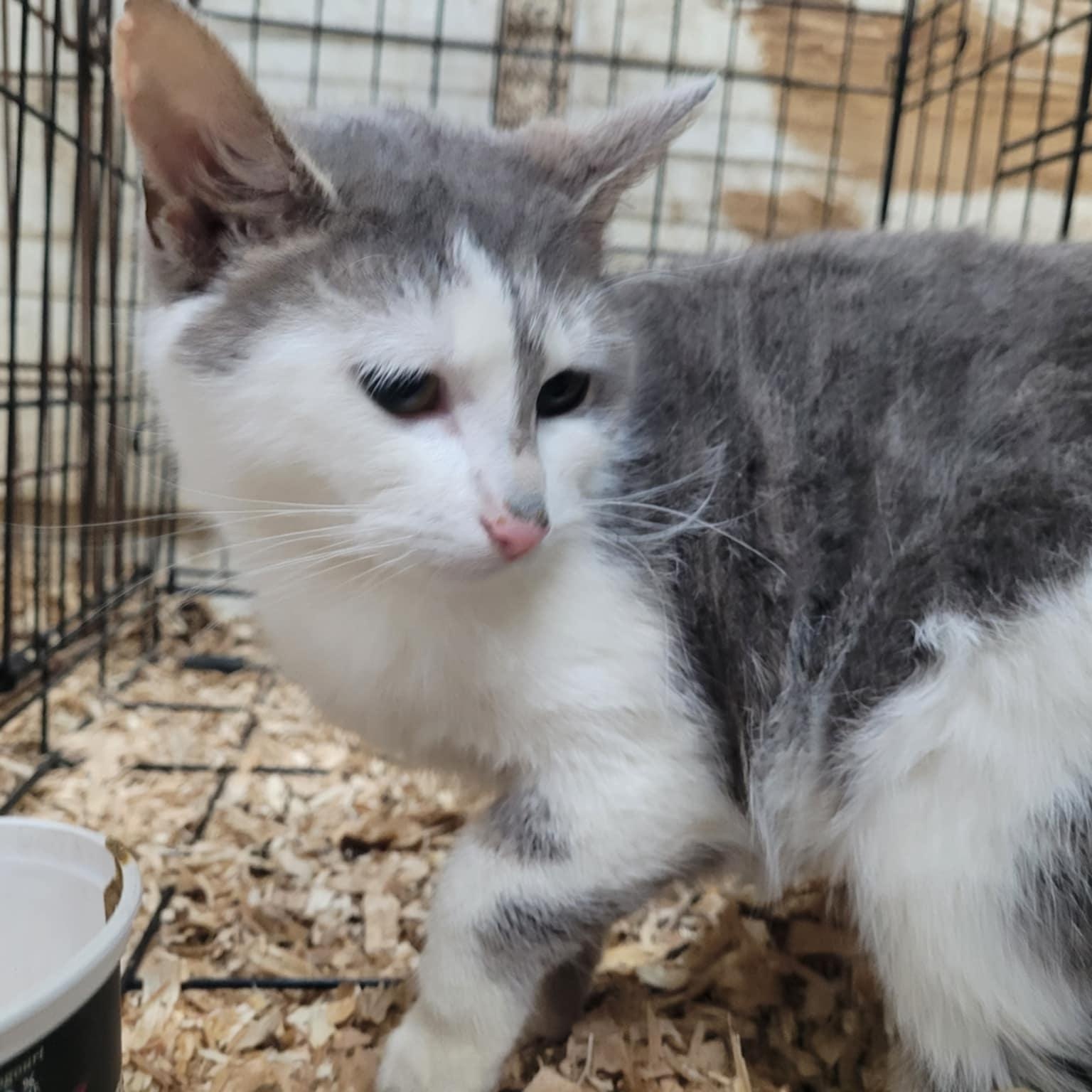 Courtes pattes, a Adoptable Domestic Short Hair in Montreal, QC image 5/5