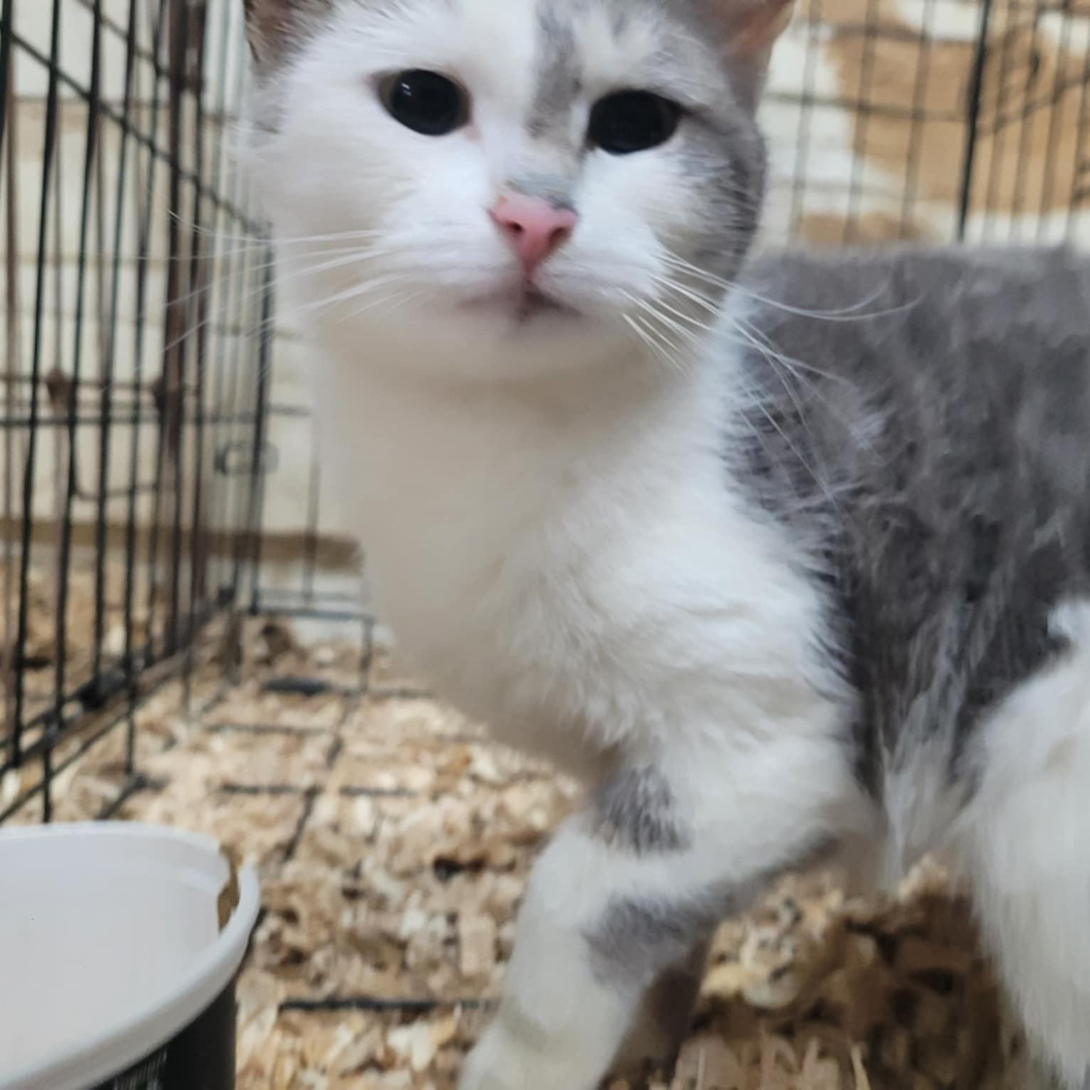 Courtes pattes, a Adoptable Domestic Short Hair in Montreal, QC image 3/5