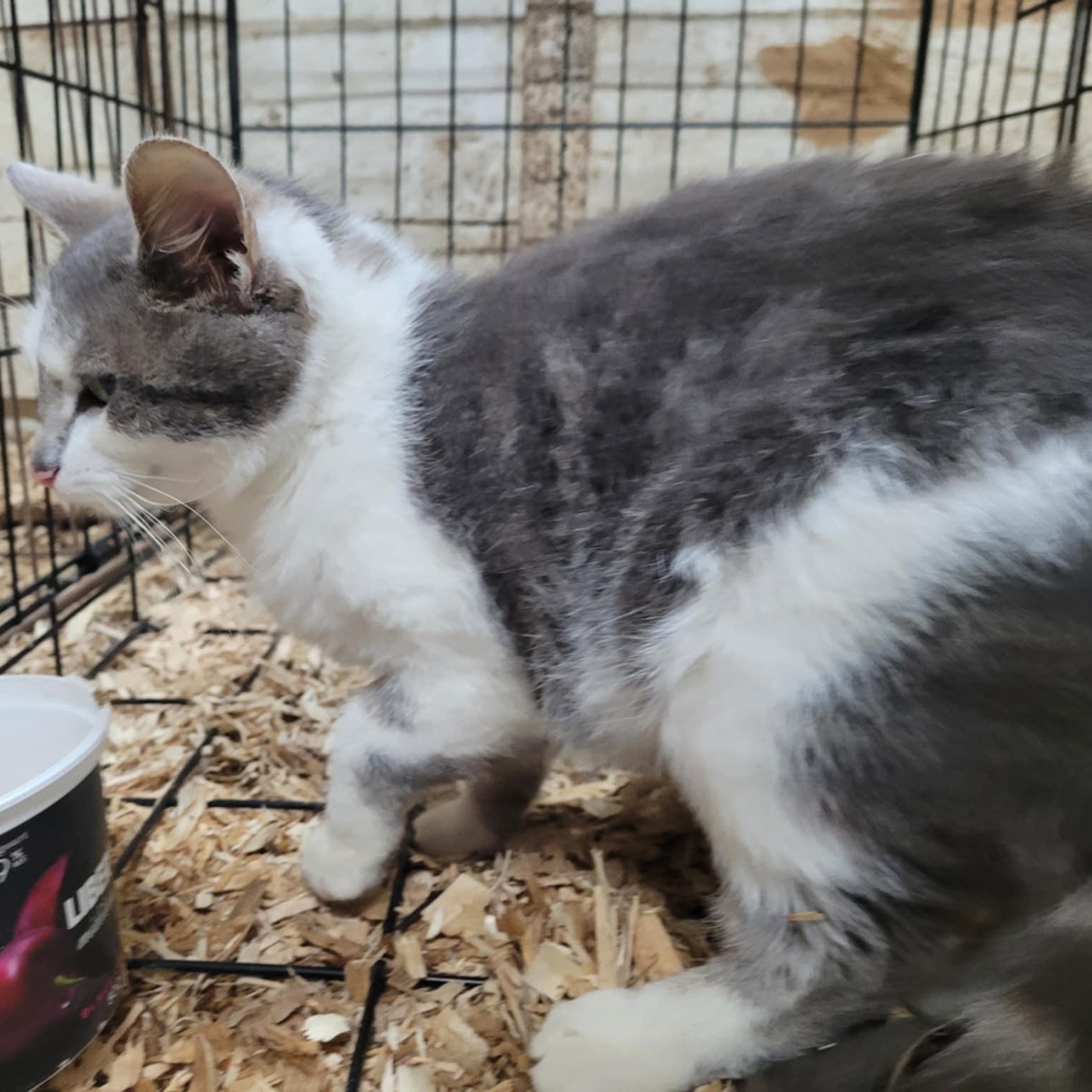 Courtes pattes, a Adoptable Domestic Short Hair in Montreal, QC image 4/5