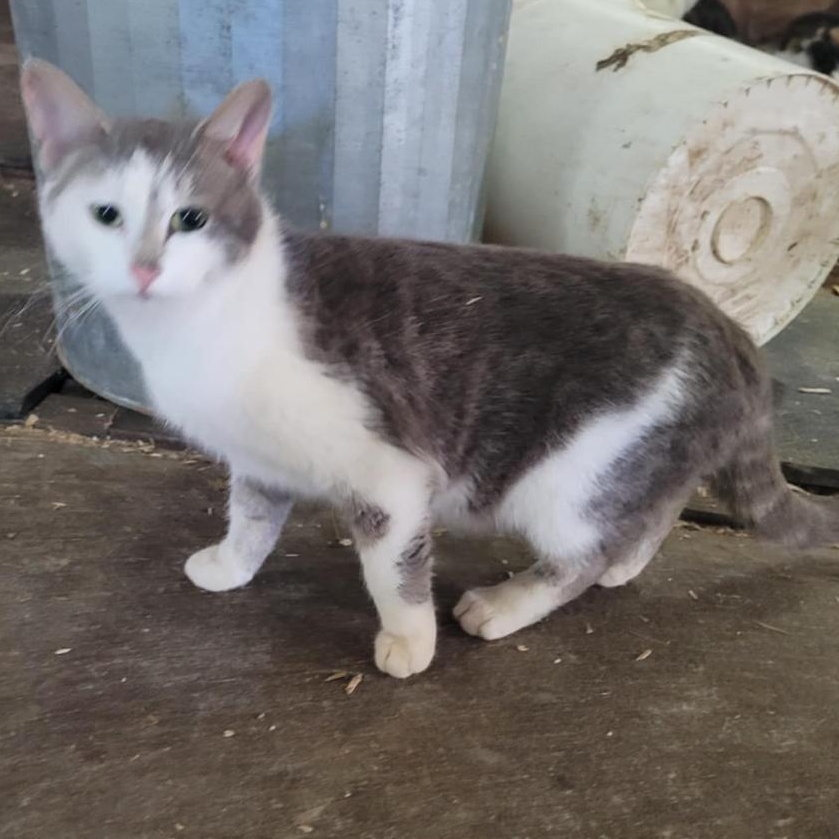 Courtes pattes, Adoptable, Adult Female Domestic Short Hair.