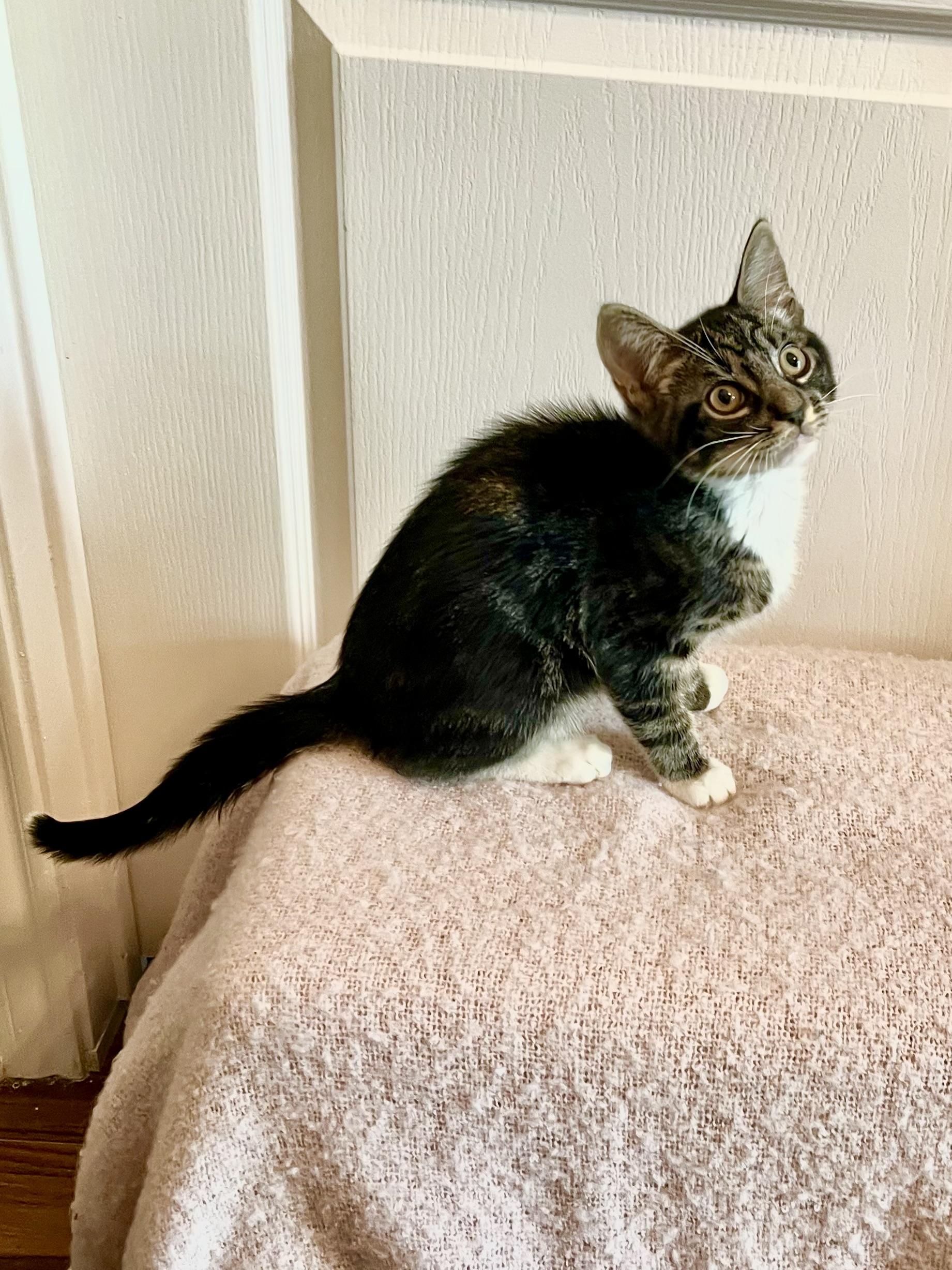 Tristan Bear CR, Baby Male Domestic Short Hair