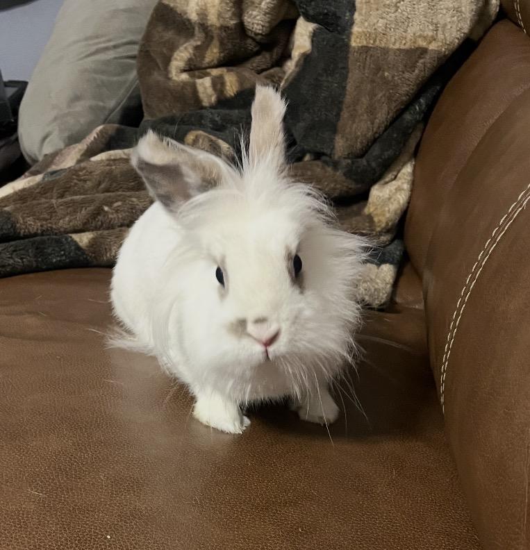 Enlarge Lily, a Adoptable Lionhead in Atlantic Highlands, NJ image 1/2