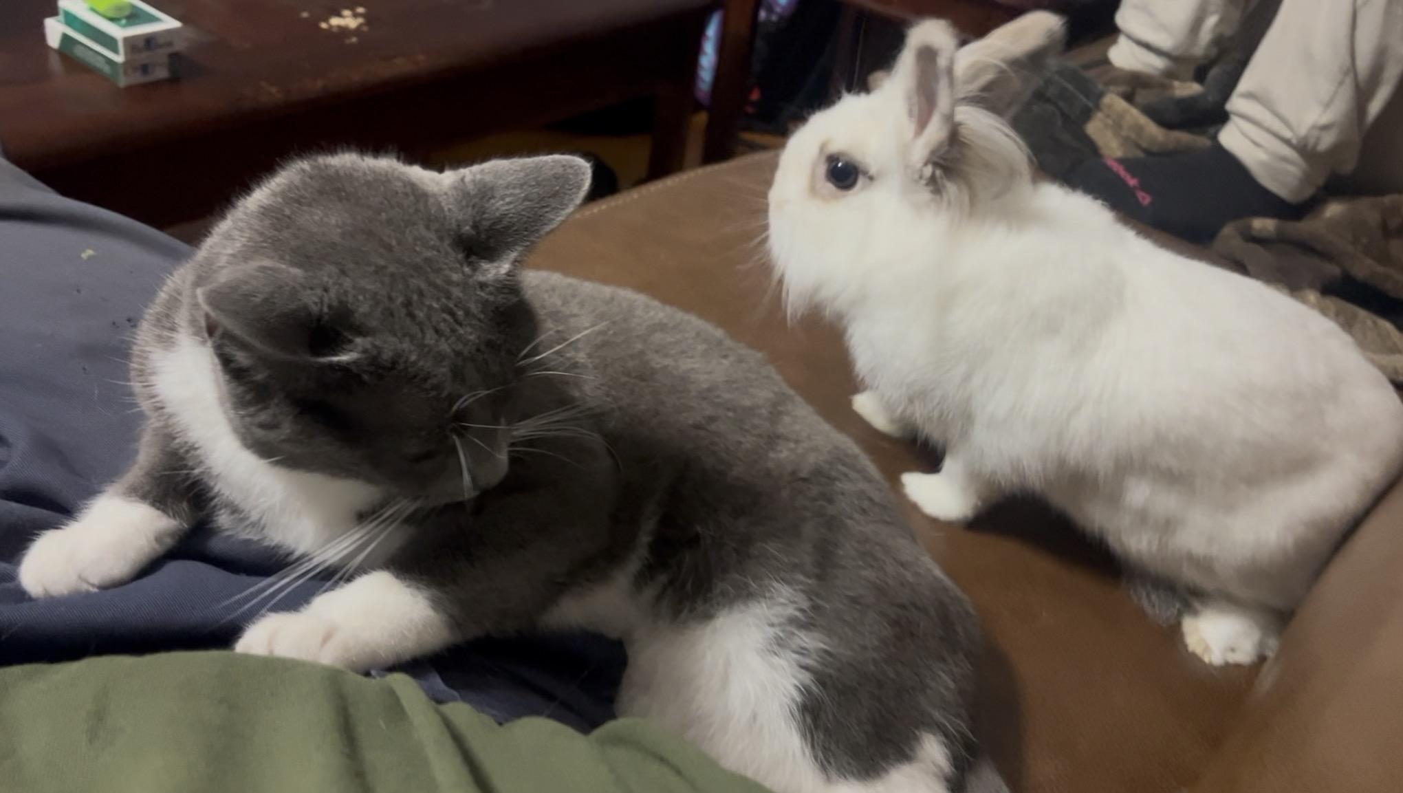 Enlarge Lily, a Adoptable Lionhead in Atlantic Highlands, NJ image 2/2