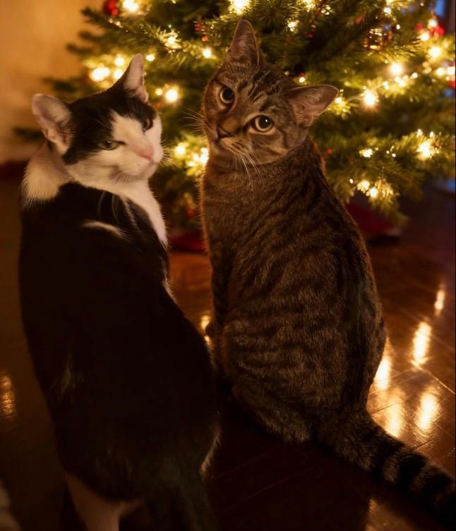 Enlarge Missy & Minnie, a Adoptable Domestic Short Hair in New York, NY image 3/6