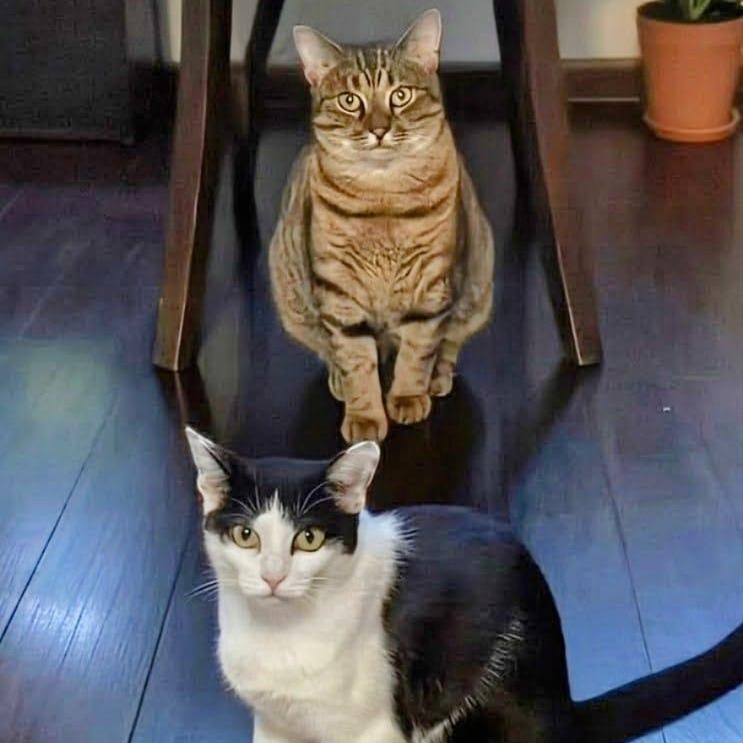 Enlarge Missy & Minnie, a Adoptable Domestic Short Hair in New York, NY image 4/6