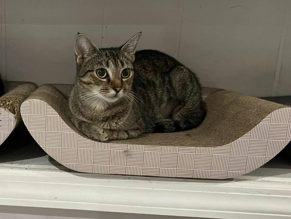 Enlarge Missy & Minnie, a Adoptable Domestic Short Hair in New York, NY image 6/6