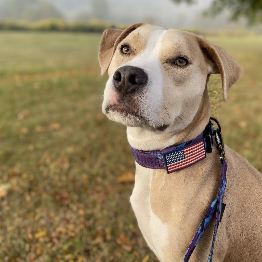 Enlarge Maximus, a Adoptable Pit Bull Terrier in Tulsa, OK image 3/3