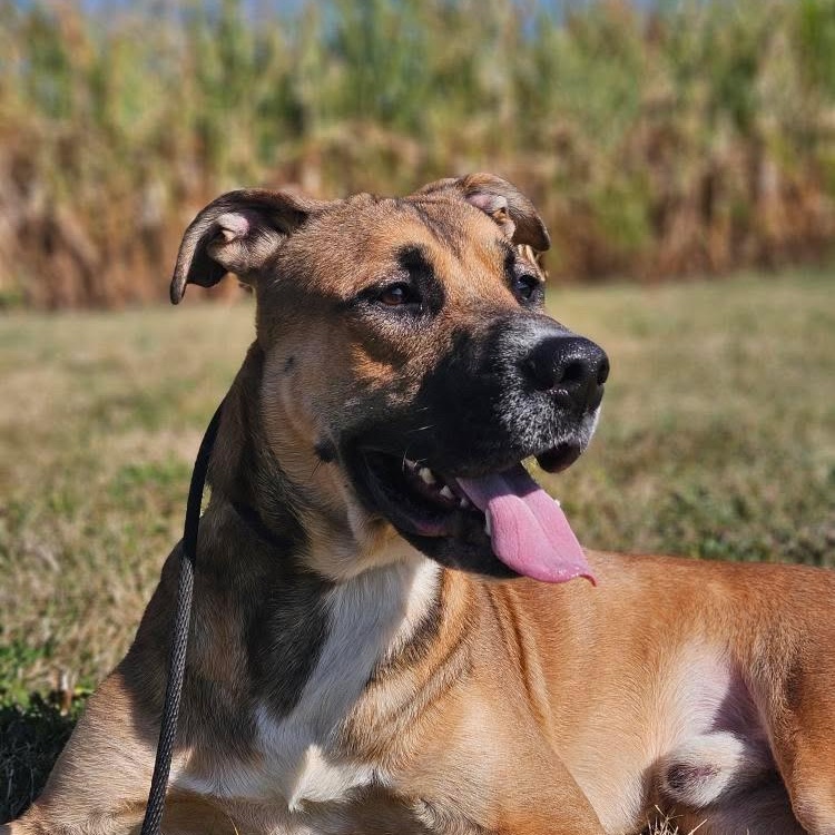 Enlarge Franklin, a Adoptable mixed breed in KITCHENER, ON image 1/5