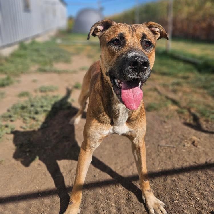Enlarge Franklin, a Adoptable mixed breed in KITCHENER, ON image 5/5