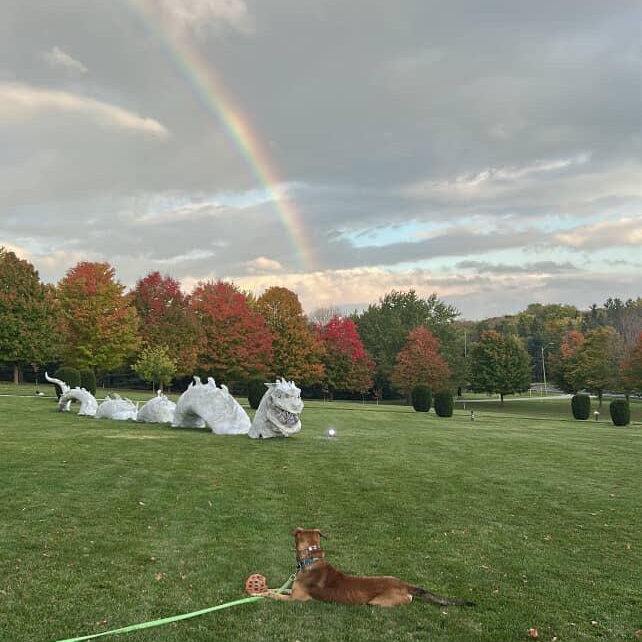 Enlarge Franklin, a Adoptable mixed breed in KITCHENER, ON image 4/5