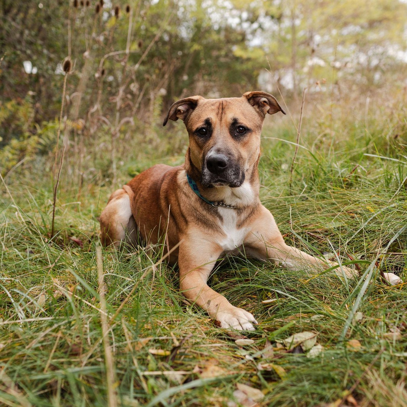 Enlarge Franklin, a Adoptable mixed breed in KITCHENER, ON image 2/5
