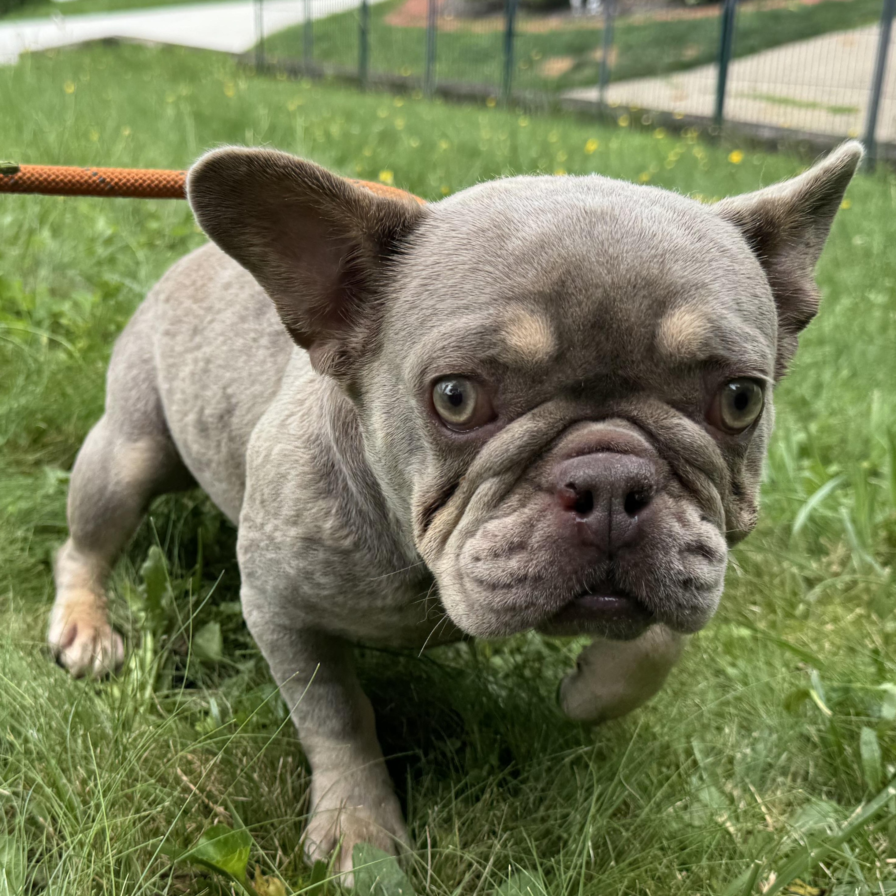 Enlarge Bianca, an adopted mixed breed in Latrobe, PA image 1/2
