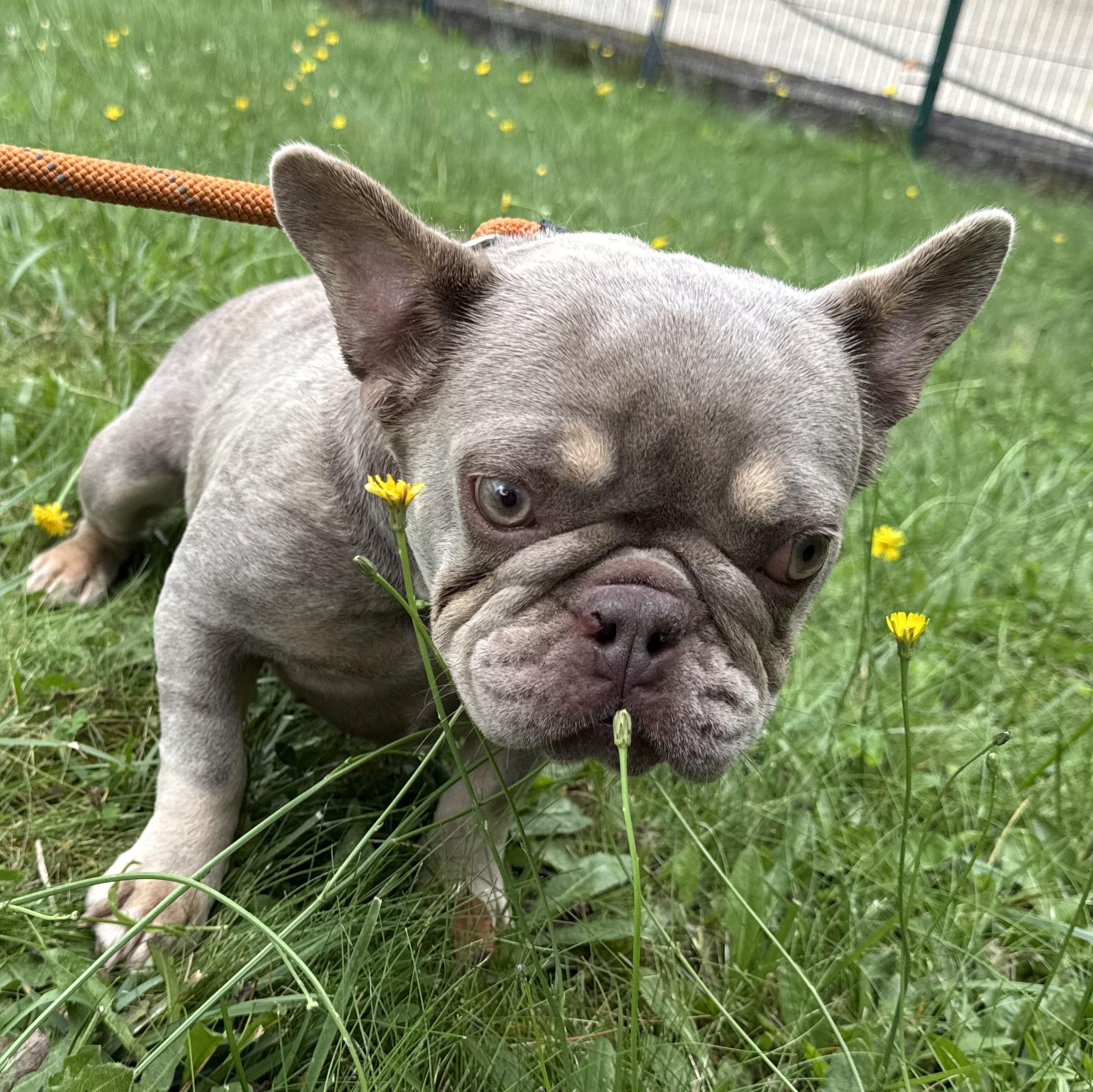 Enlarge Bianca, an adopted mixed breed in Latrobe, PA image 2/2