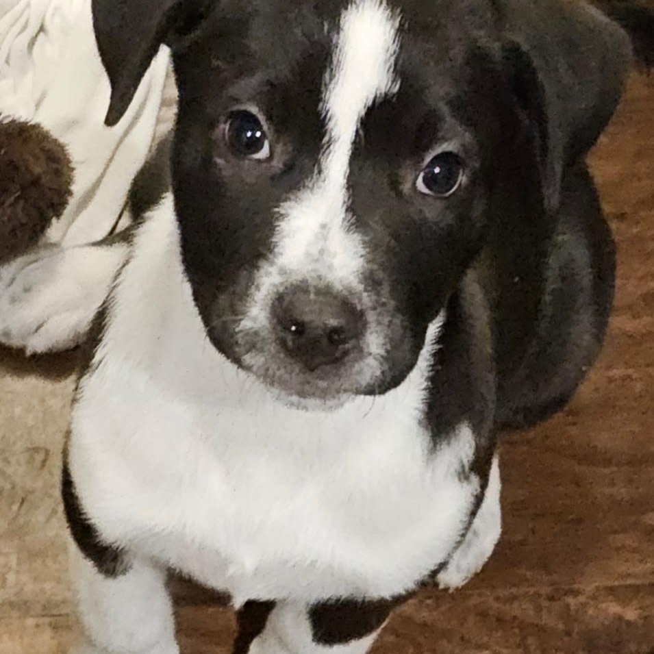 Enlarge Sassy, an adopted mixed breed in Lindenhurst, NY image 1/1