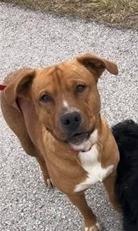 Bella, Adopted, Adult Female Boxer & Labrador Retriever.