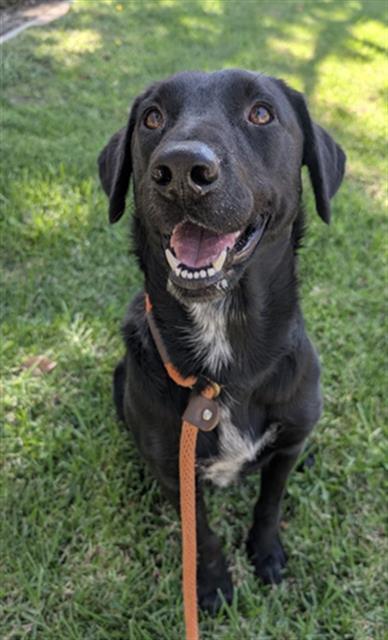 NAOMI- IN FOSTER, Adoptable, Young Female Labrador Retriever & Mixed Breed.